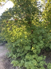 Acer grandidentatum