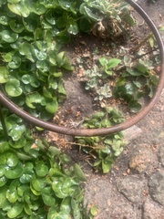 Pholidoptera griseoaptera