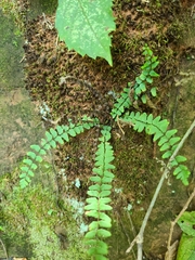Asplenium resiliens