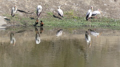 Mycteria ibis
