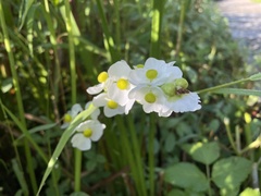 Sagittaria