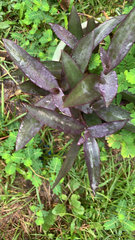 Tradescantia pallida