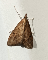 Saucrobotys futilalis