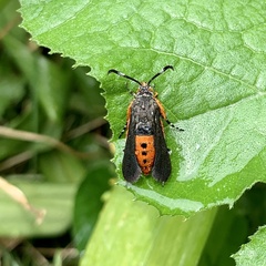 Eichlinia cucurbitae