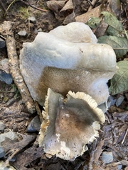Bondarzewia berkeleyi