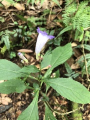 Strobilanthes formosana