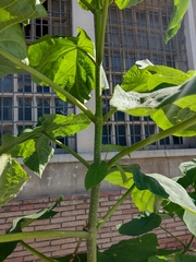 Paulownia tomentosa