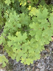 Acer grandidentatum
