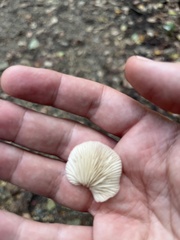 Crepidotus applanatus