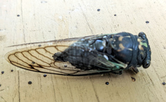 Neotibicen lyricen