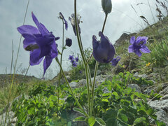 Aquilegia