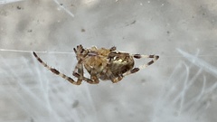 Araneus diadematus