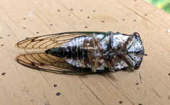 Neotibicen lyricen