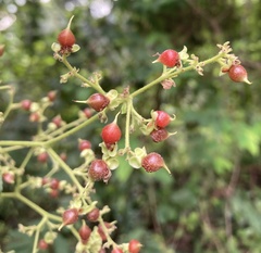 Tetracera indica