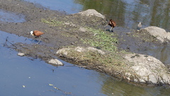Actophilornis africanus