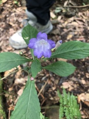 Strobilanthes formosana