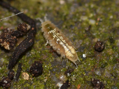 Trichoniscus pygmaeus