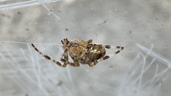 Araneus diadematus