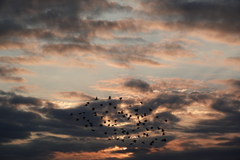 Sturnus vulgaris