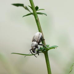 Naupactus leucoloma