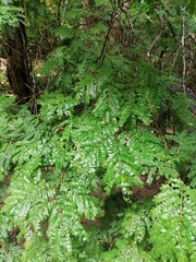 Cenostigma eriostachys