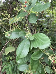 Tetracera indica