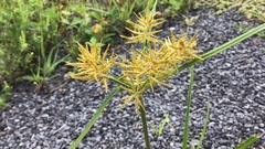 Cyperus esculentus
