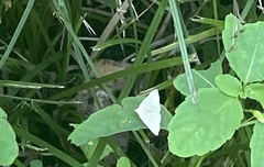 Zanclognatha pedipilalis