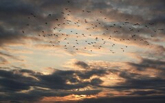 Sturnus vulgaris