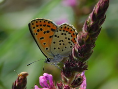 Lycaena tityrus