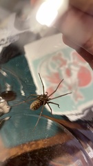 Eratigena