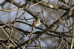 Acanthiza chrysorrhoa
