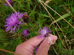 Centaurea jacea pratensis