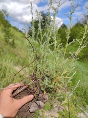 Artemisia lercheana