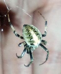 Neoscona arabesca