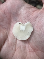 Crepidotus applanatus