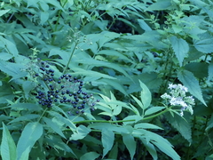 Sambucus ebulus