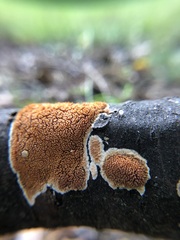 Steccherinum ochraceum