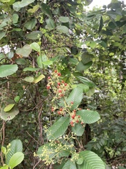 Tetracera indica