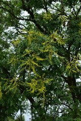 Koelreuteria paniculata