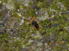 Acariformes