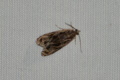 Olethreutes nigranum