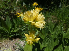 Gentiana burseri