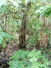 Cenostigma eriostachys