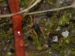 Acariformes