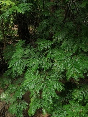 Cenostigma eriostachys