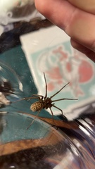 Eratigena