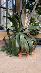 Agave attenuata