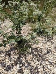Euphorbia marginata