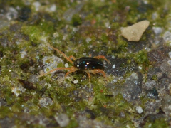 Acariformes